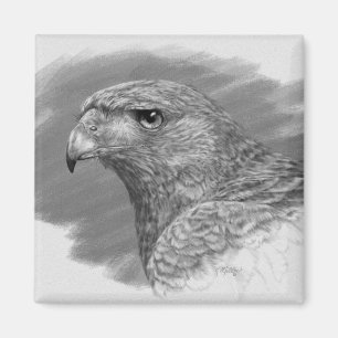 Harris Hawk Zeichnend Magnet