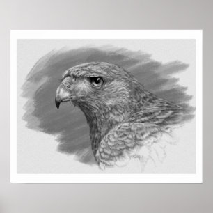 Harris Hawk Zeichnend Poster