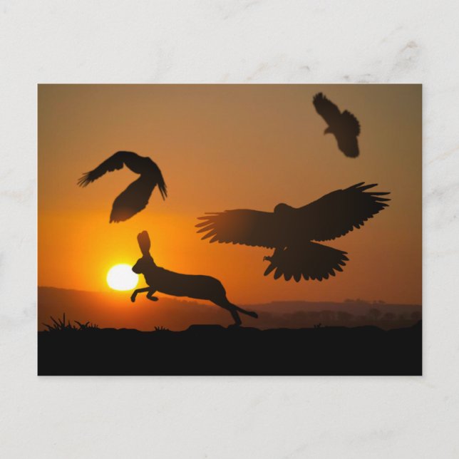 Harris Hawks Jagd Postcard Postkarte (Vorderseite)