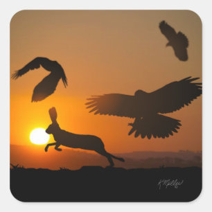 Harris Hawks jagen Quadratischer Aufkleber