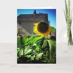 "Harris House Sunflower" Gute Besserung Karte