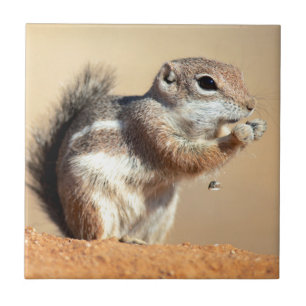 Harris’s antelope squirrel (Ammospermophilus) Fliese