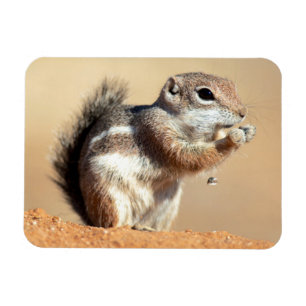 Harris’s antelope squirrel (Ammospermophilus) Magnet