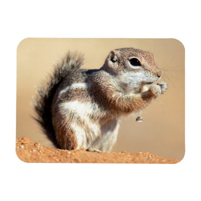 Harris’s antelope squirrel (Ammospermophilus) Magnet (Horizontal)
