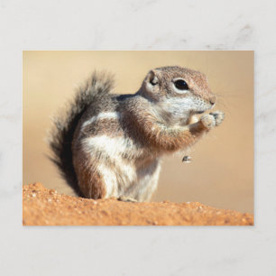 Harris’s antelope squirrel (Ammospermophilus) Postkarte