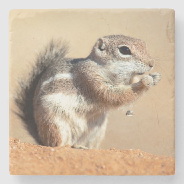 Harris’s antelope squirrel (Ammospermophilus) Steinuntersetzer (Vorderseite)