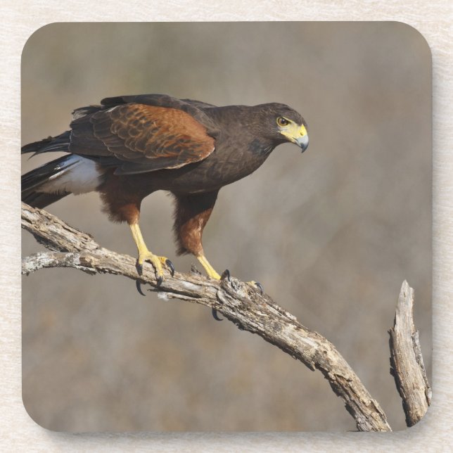 Harriss Falke gehockter Raubvogel Untersetzer (Vorderseite)