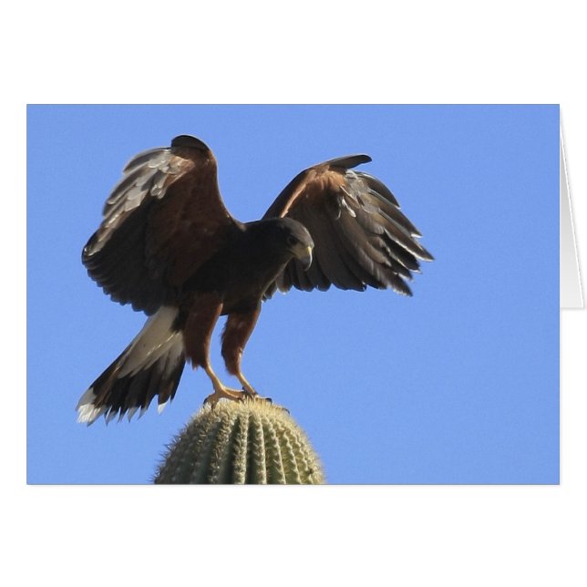 Harris's Hawk 1 (Vorderseite (Horizontal))