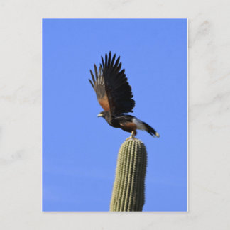 Harris's Hawk fliegt Postkarte