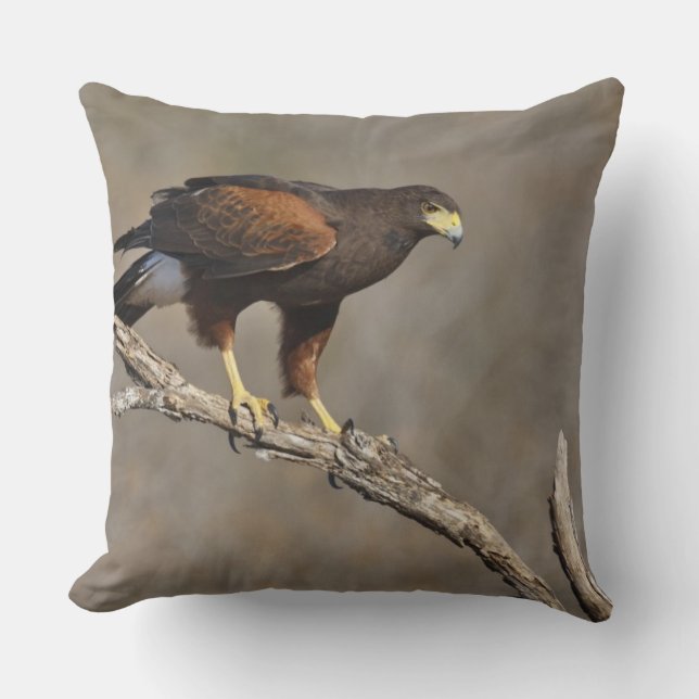 Harris's Hawk-Schraptor Kissen (Vorderseite)