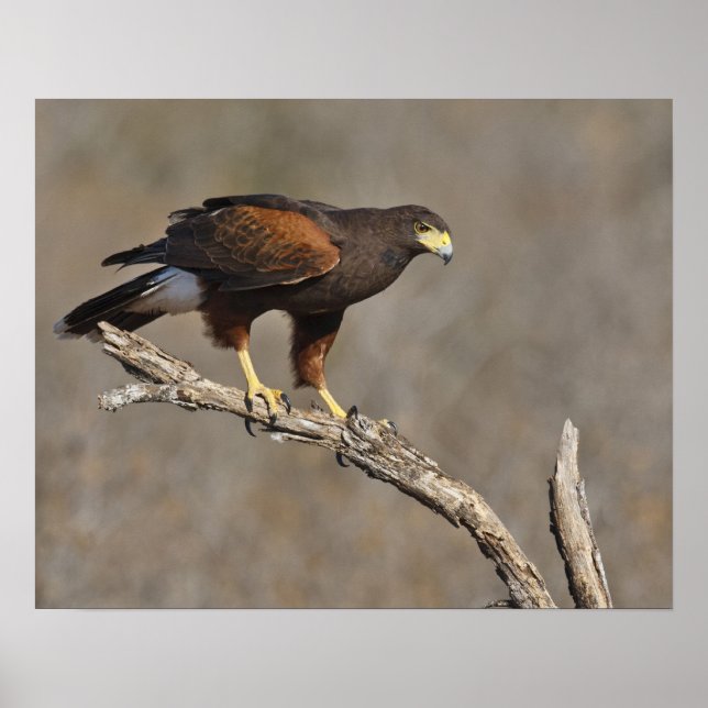 Harris's Hawk-Schraptor Poster (Vorne)