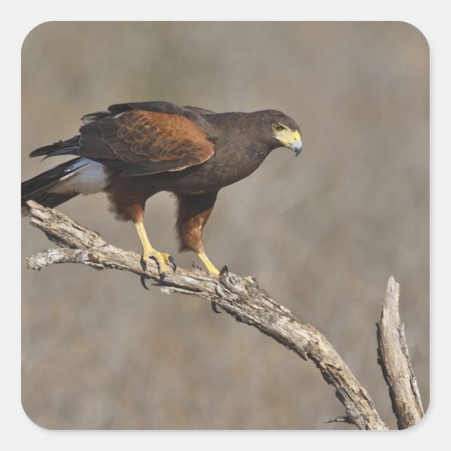 Harris's Hawk-Schraptor Quadratischer Aufkleber (Vorderseite)