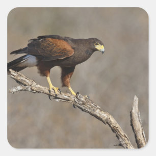 Harris's Hawk-Schraptor Quadratischer Aufkleber