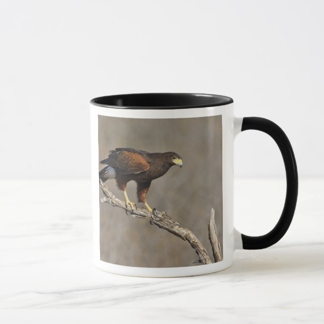 Harris's Hawk-Schraptor Tasse (Rechts)