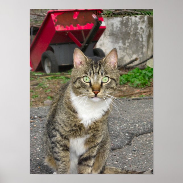 "Harry"-Foto Poster (Vorne)