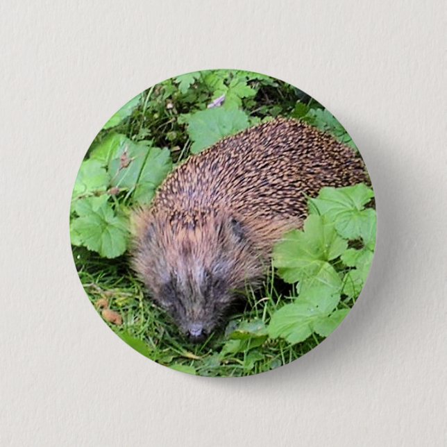 Harry-Igel Button (Vorderseite)