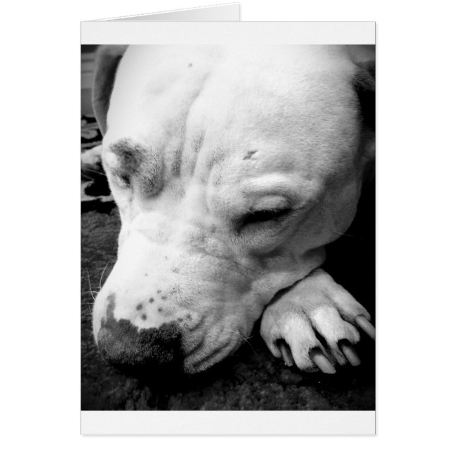 Harry Potter Narbe Hund weißer Pit Bull (Vorne)