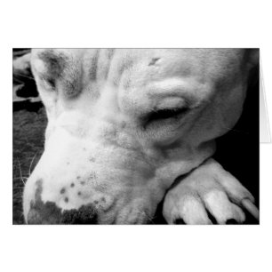 Harry Potter Narbe Hund weißer Pit Bull