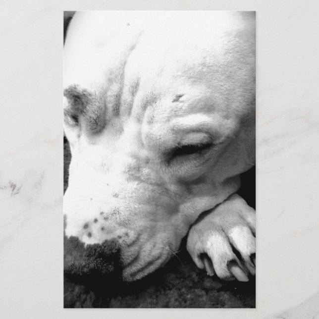 Harry Potter Narbe Hund weißer Pit Bull Briefpapier (Vorderseite)