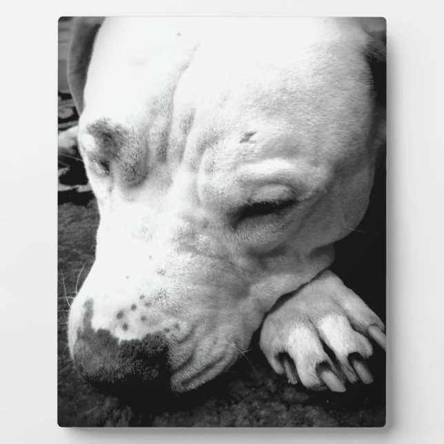 Harry Potter Narbe Hund weißer Pit Bull Fotoplatte (Vorderseite)