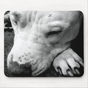 Harry Potter Narbe Hund weißer Pit Bull Mousepad