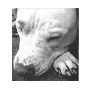 Harry Potter Narbe Hund weißer Pit Bull Notizblock