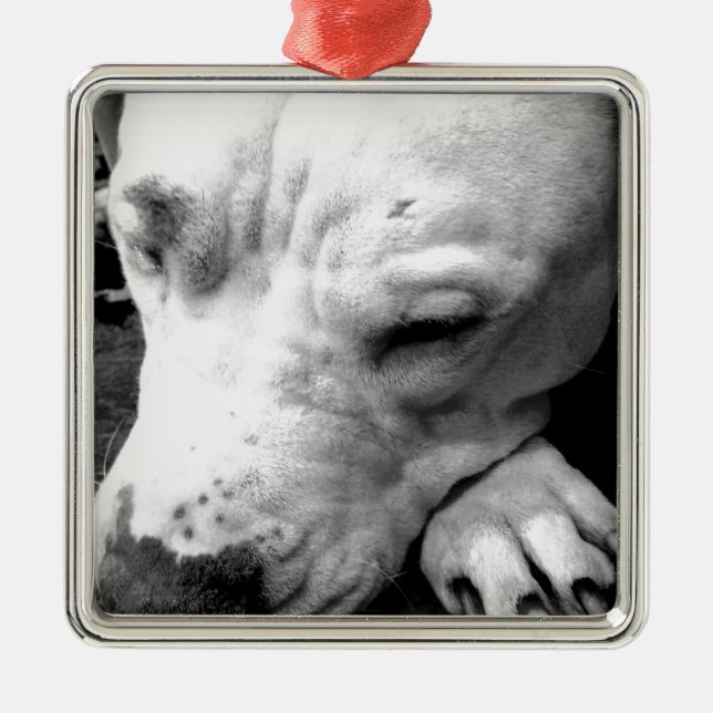Harry Potter Narbe Hund weißer Pit Bull Ornament Aus Metall (Vorne)