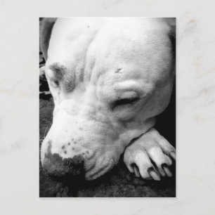 Harry Potter Narbe Hund weißer Pit Bull Postkarte