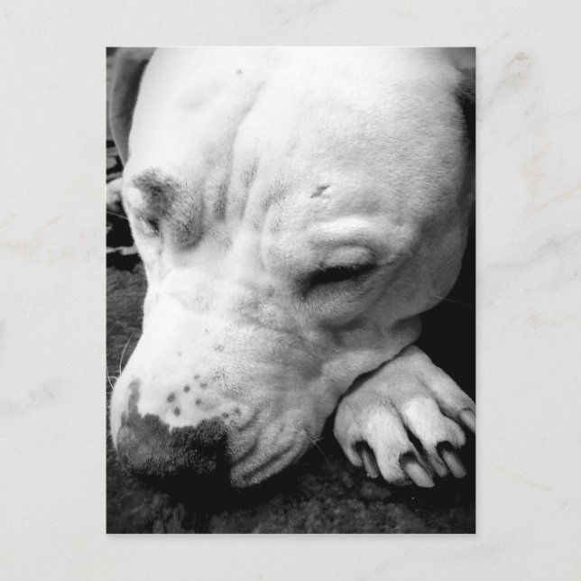 Harry Potter Narbe Hund weißer Pit Bull Postkarte (Vorderseite)