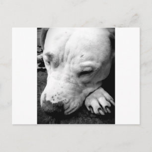 Harry Potter Narbe Hund weißer Pit Bull Postkarte