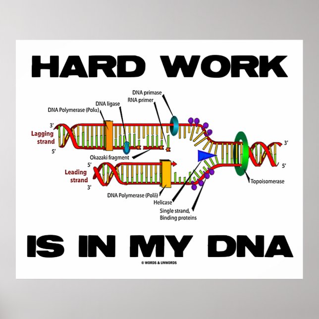 Harte Arbeit steckt in meiner DNA (DNA-Replikation Poster (Vorne)