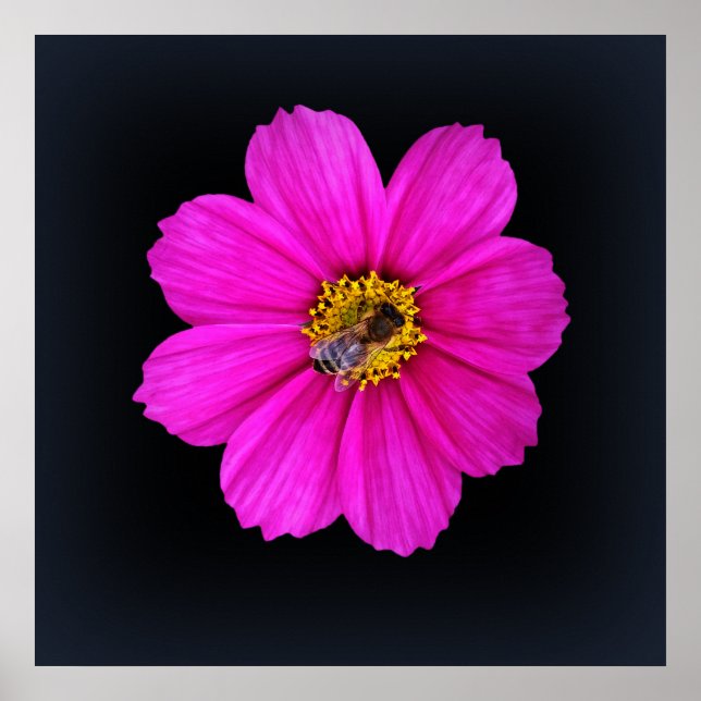 harte Biene Poster (Vorne)