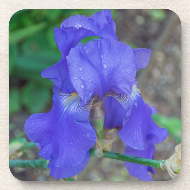 Harte PlastikUntersetzer der blauen Iris Untersetzer (Vorderseite)