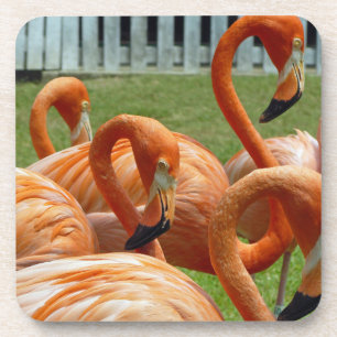 Harte PlastikUntersetzer der bunten Flamingos Getränkeuntersetzer