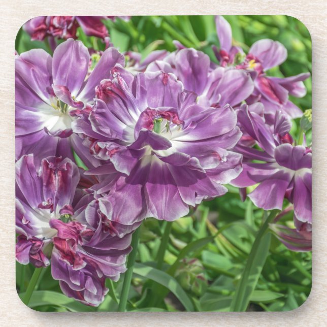 Harte PlastikUntersetzer der hellpurpurnen Blumen Getränkeuntersetzer (Vorderseite)