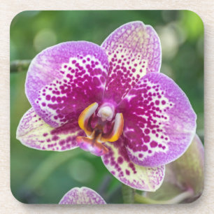 Harte PlastikUntersetzer der lila Orchidee Untersetzer
