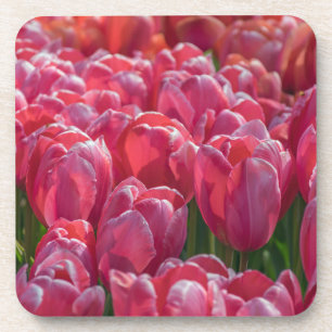 Harte PlastikUntersetzer der rosa Tulpen Getränkeuntersetzer