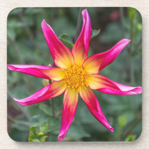 Harter PlastikUntersetzer der bunten Blume Untersetzer