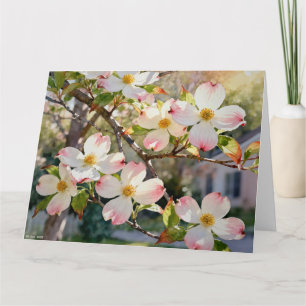 Hartriegelblüten Studie A in Aquarell Karte