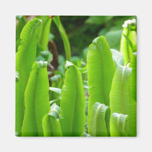 Hart's Zunge Fern Magnet