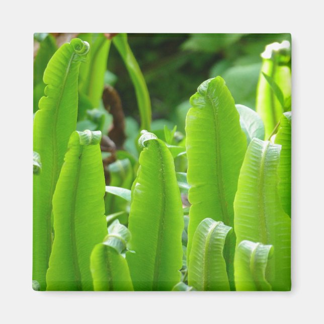 Hart's Zunge Fern Magnet (Vorne)