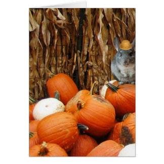 Harvest Chinchilla
