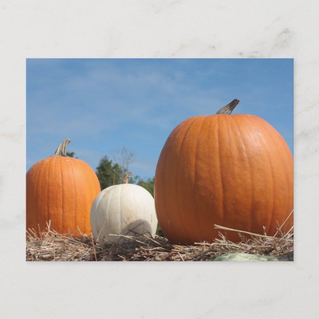 HARVEST ZEIT!!!! POSTKARTE (Vorderseite)