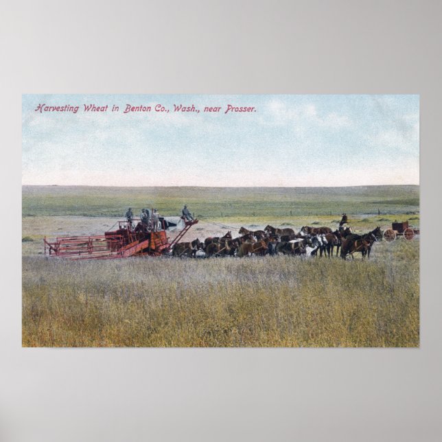 Harvesting Wheat Scene Poster (Vorne)