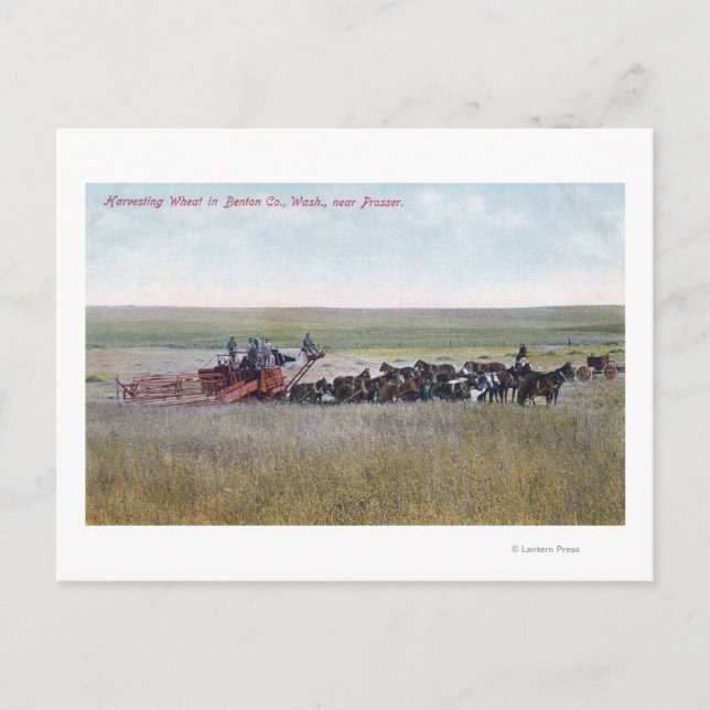 Harvesting Wheat Scene Postkarte (Vorderseite)
