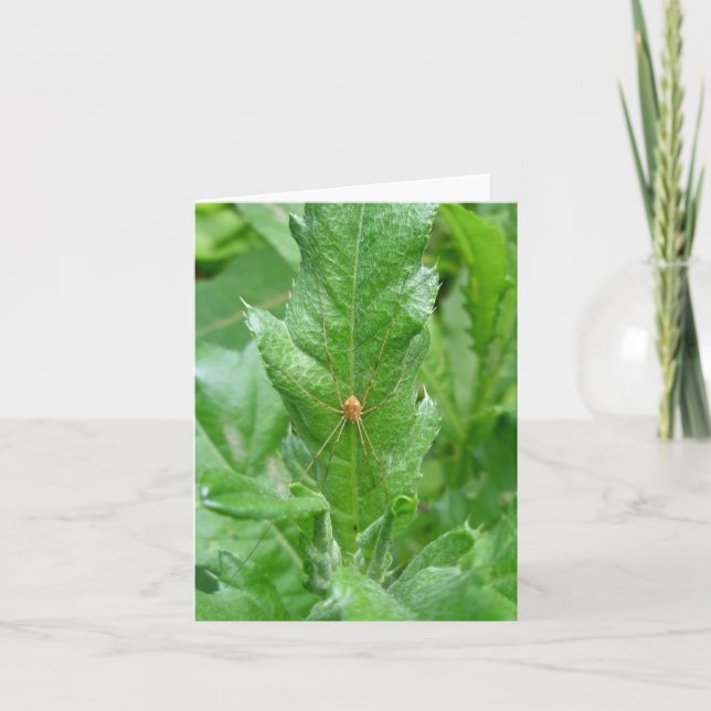 Harvestman Daddy Longlegs Note Card Karte (Vorderseite)