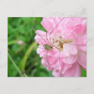 Harvestman Daddy Longlegs (Opiliones) Postkarte