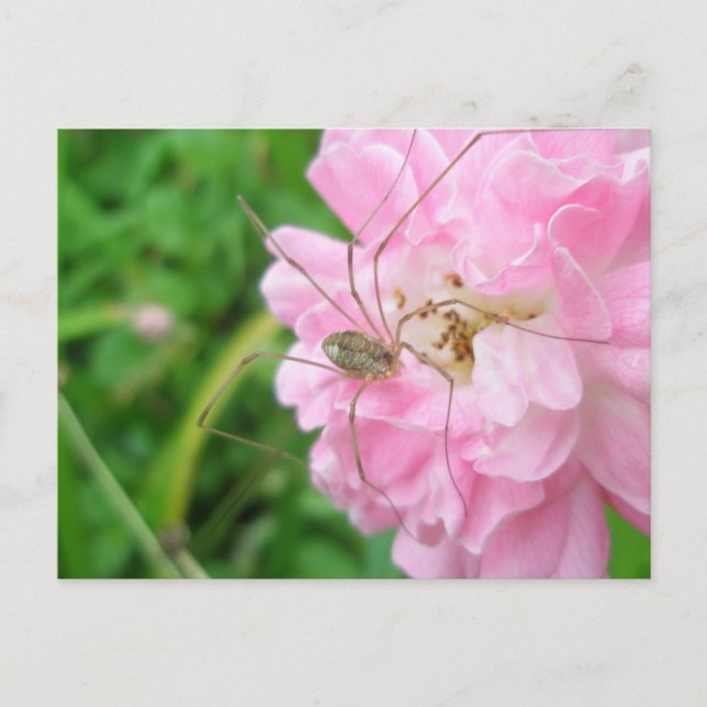 Harvestman Daddy Longlegs (Opiliones) Postkarte (Vorderseite)