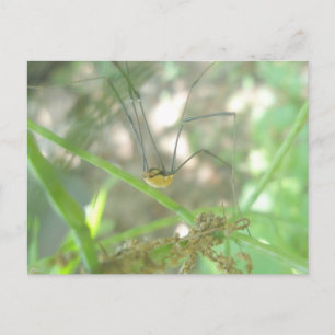 Harvestman Daddy Longlegs (Opiliones) Postkarte