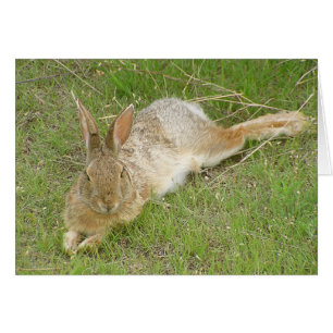 Häschen auf Bruch